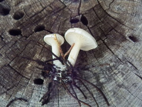 Clitocella fallax