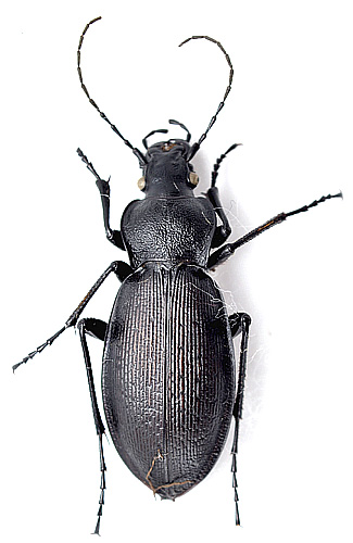 Carabus aeruginosus