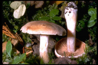 Cortinarius traganus 