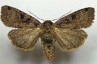 Xestia triangulum 