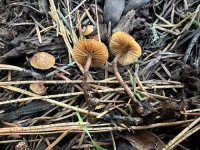 Galerina stylifera