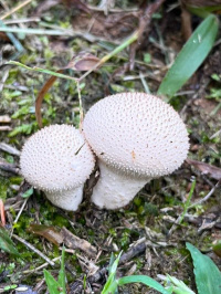 Lycoperdon perlatum 