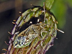 Stictopleurus crassicornis