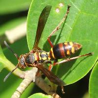 Polistes (Polistella) snelleni 