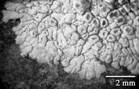 Lecanora cateilea 