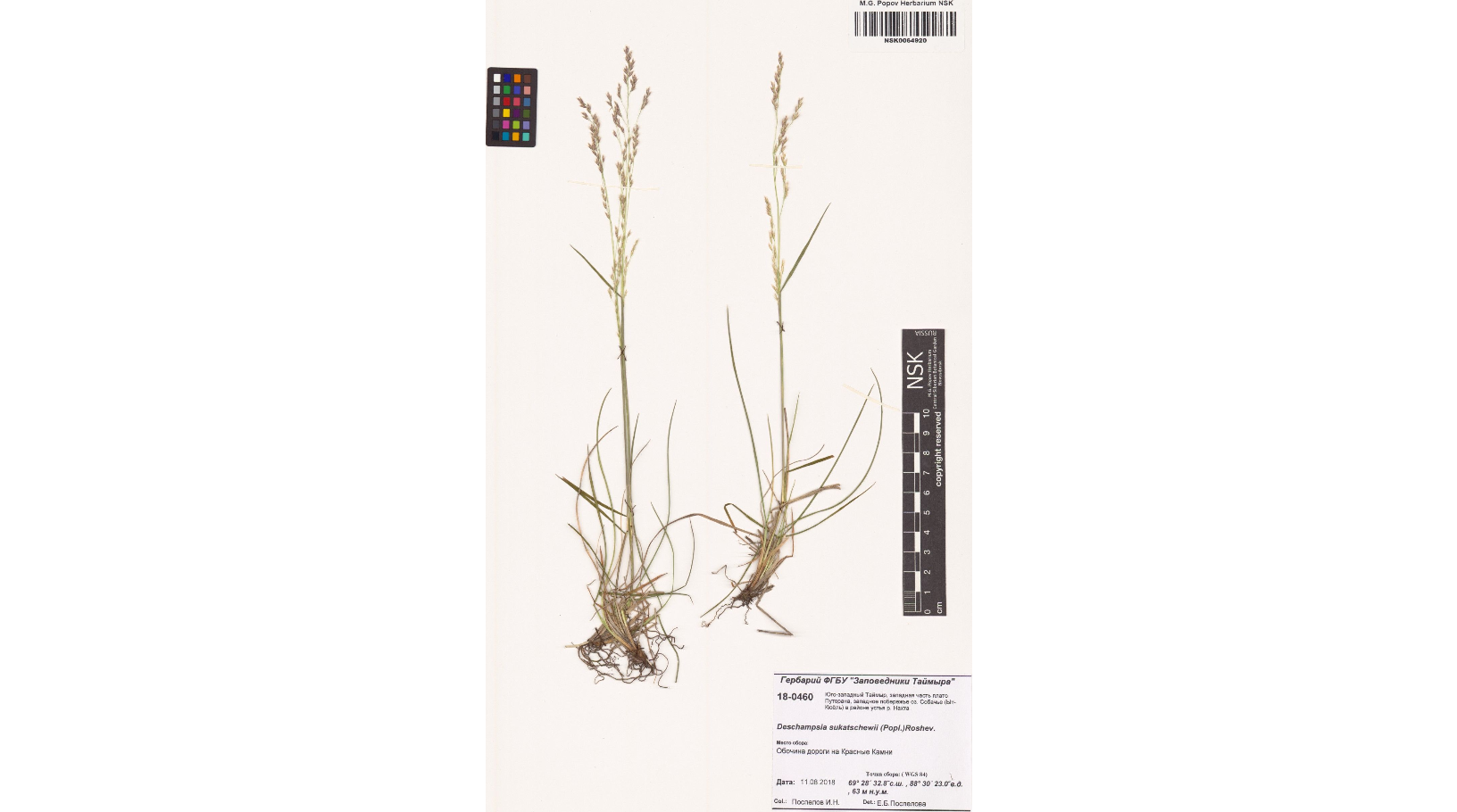 ����� ��������