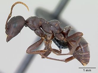 Polyergus nigerrimus 