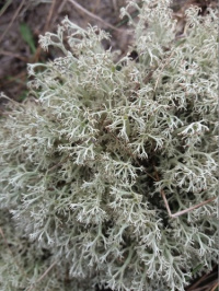 Cladonia mitis 