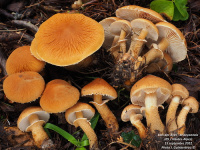 Cystoderma fallax