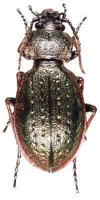 Carabus slovtzovi