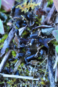 Peltigera kristinssonii 