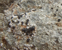 Lecidella anomaloides