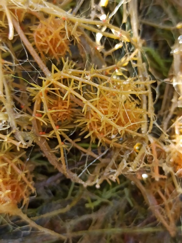 ���� �����������