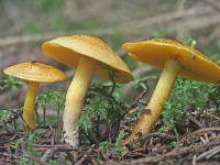 Calocybe chrysenteron