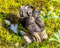 Helvella lacunosa 