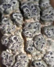 Pertusaria christae 