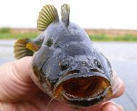 ���������-�����