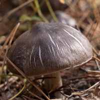 Tricholoma terreum