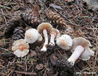 Inocybe geophylla