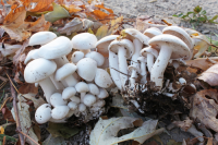 Leucocybe connata 