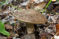 Leccinum duriusculum