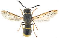 Ancistrocerus nigricornis 