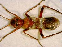 Myrmecoris gracilis