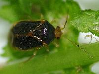 Monalocoris filicis