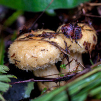 Lactarius scrobiculatus