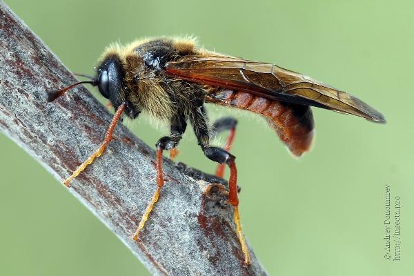 Trichiosoma vitellina