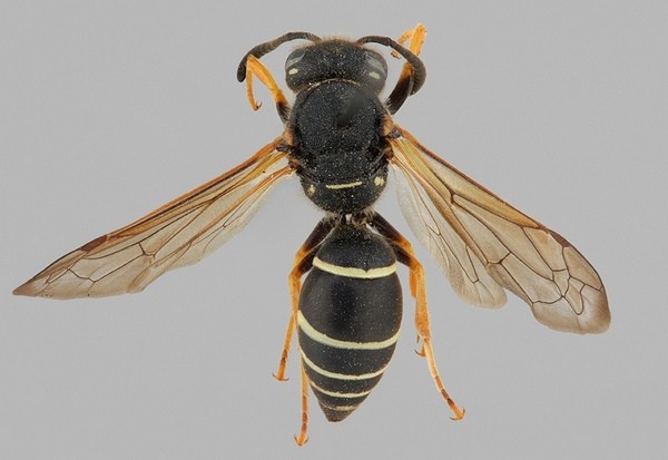 Odynerus reniformis