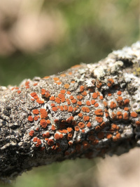 Blastenia ferruginea 