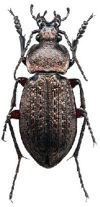 Carabus arcensis conciliator