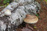 Fomitopsis betulina 