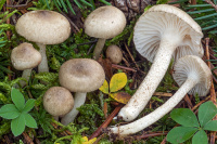 Hygrophorus pustulatus