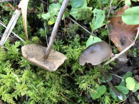 Entoloma juncinum 