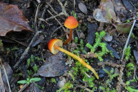 Hygrocybe mucronella