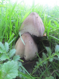 Coprinopsis atramentaria