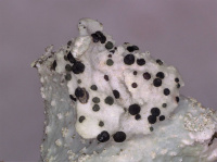 Abrothallus parmeliarum