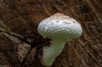 Pholiota populnea