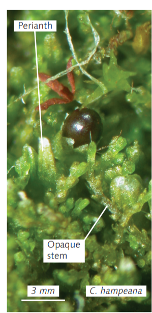 ������������ ����� 