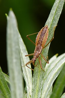 Nabis (Dolichonabis) limbatus