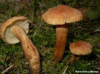 Tricholoma psammopus