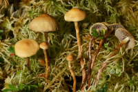 Hypholoma elongatum