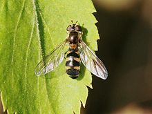 Meligramma trianguliferum