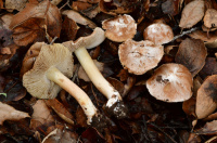 Inocybe maculata 