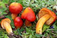 Hygrocybe punicea