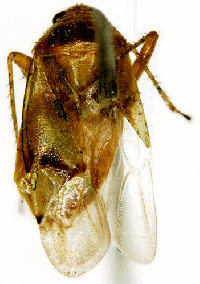 Lygocoris (Apolygus) nigronasutus 