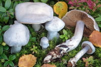 Cortinarius alboviolaceus