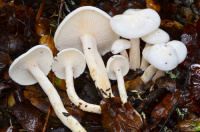 Hygrophorus eburneus